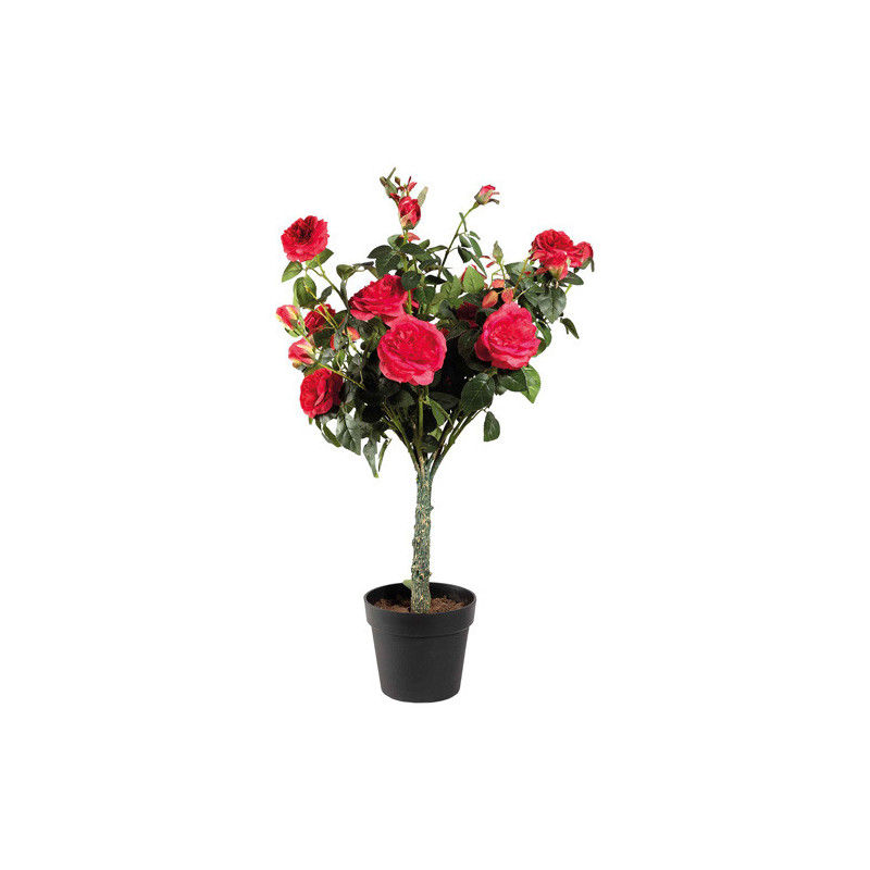 Le rosier en pot éternel