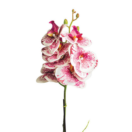 Orchidée «éternelle»