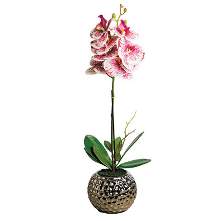 Orchidée «éternelle»