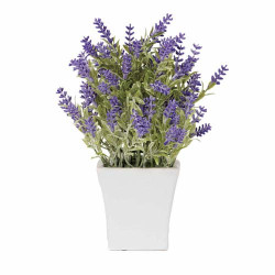 La lavande "éternelle"