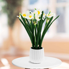Jonquilles "éternelles"