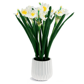 Jonquilles "éternelles", par l’Homme Moderne.