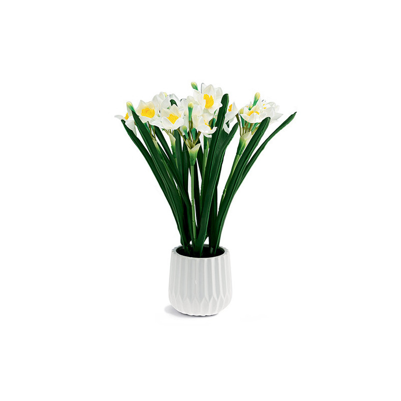 Jonquilles "éternelles"