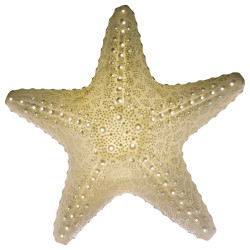 La lampe étoile de mer