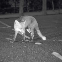 Jumelles numériques vision nocturne (3)