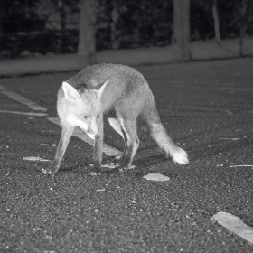 Jumelles numériques vision nocturne (3)