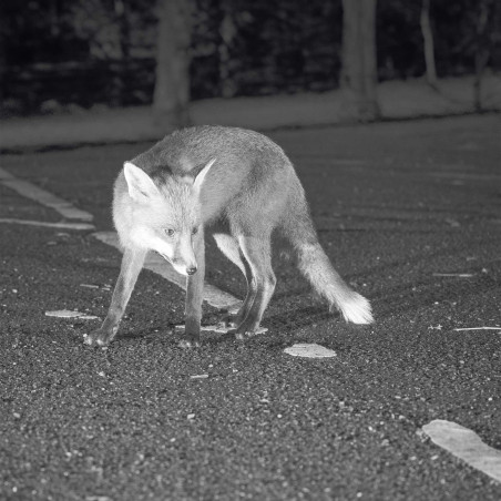 Jumelles numériques vision nocturne (3)
