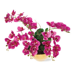 Orchidée papillon éternelle