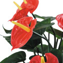 Anthurium éternel