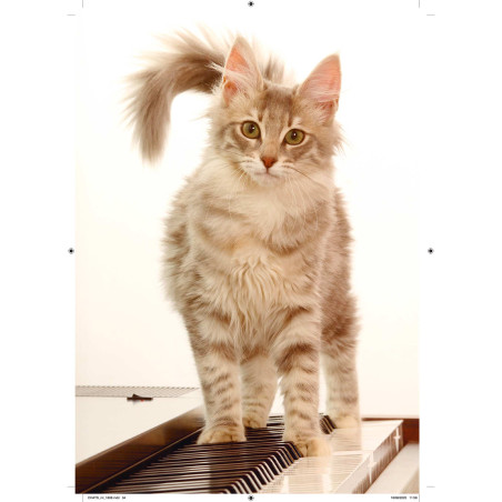 Sa majesté mon chat