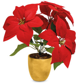 Le poinsettia éternel, par l’Homme Moderne.