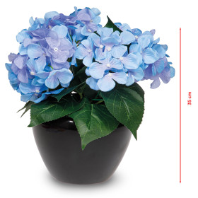 Hortensia éternel