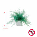 Plante repousse-insectes