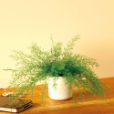 Plante repousse-insectes