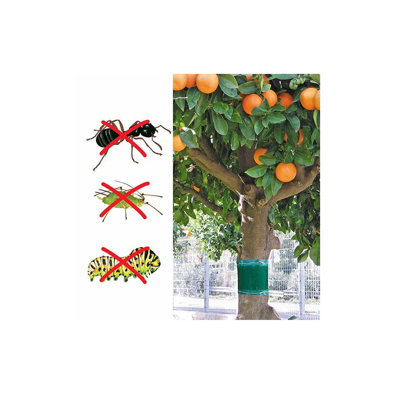 Bande de glu arboricole