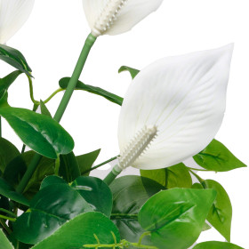 Spathiphyllum éternel