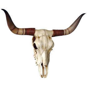 Le trophée crâne de taureau