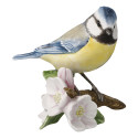 La mésange bleue