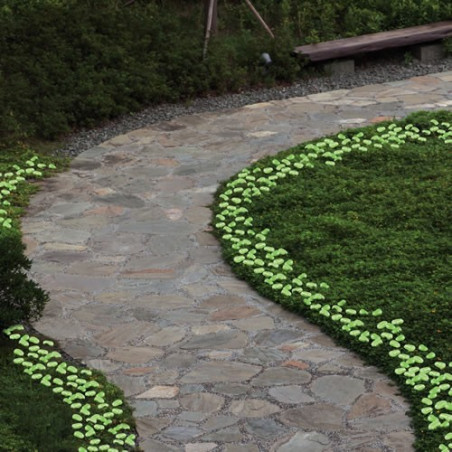 Galets lumineux - les 100