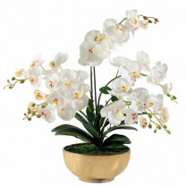 L'orchidée «éternelle»