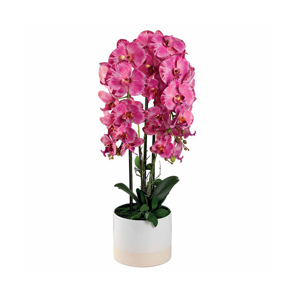 L’orchidée en pot