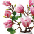 Magnolias éternels