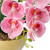 Orchidée rose "éternelle"
